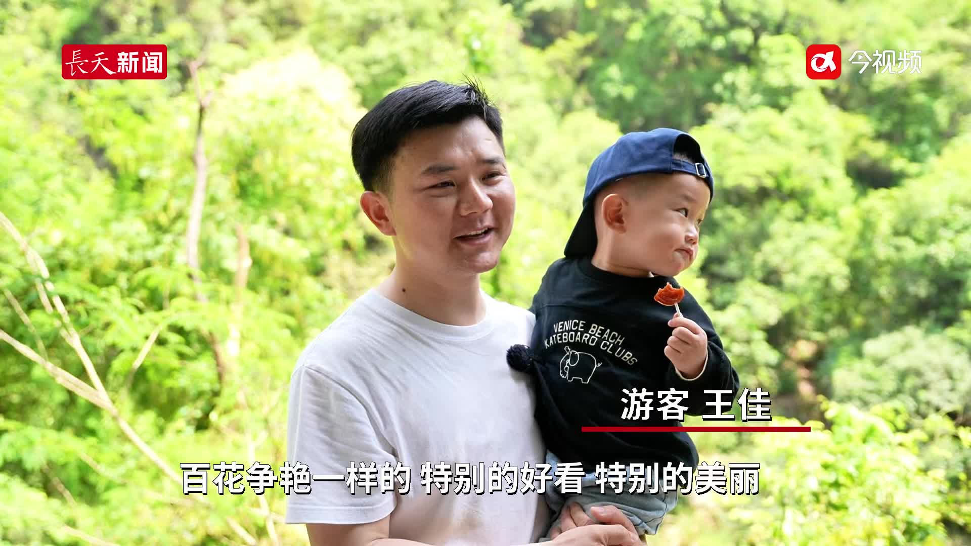吉安永丰：甜槠栲花绽放 生态美景如画