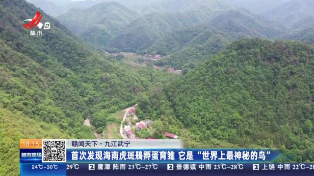 【赣闻天下】九江武宁：首次发现海南虎斑鳽孵蛋育雏 它是“世界上最神秘的鸟”