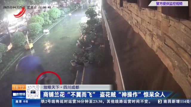 【放眼天下】四川成都：商铺兰花“不翼而飞” 盗花贼“神操作”惊呆众人