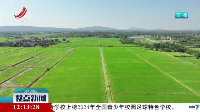 进贤：加强早稻田间管理 夯实夏粮丰收基础