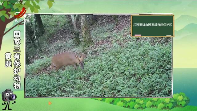 绿野秘踪20250523