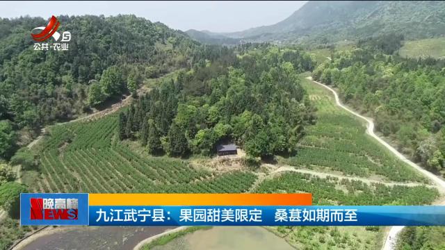 九江武宁县：果园甜美限定 桑葚如期而至