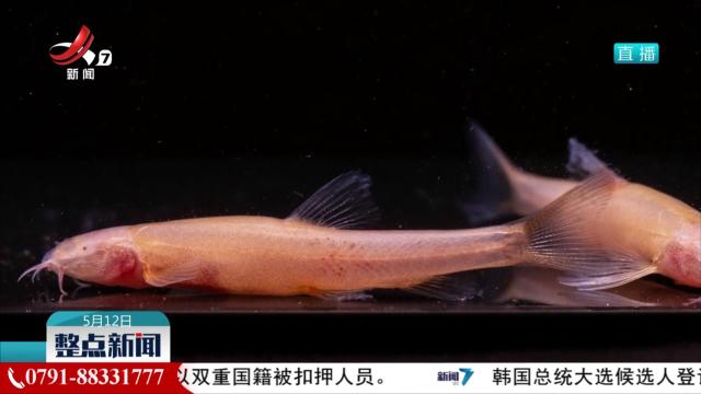 时隔47年 我国特有物种个旧盲高原鳅再次现身