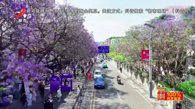 四川西昌——DNA动了 “绝绝紫”席卷西昌