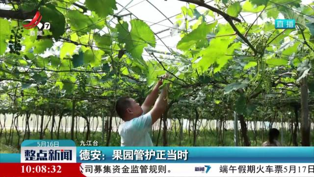 德安：果园管护正当时