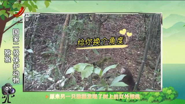 绿野秘踪20250517