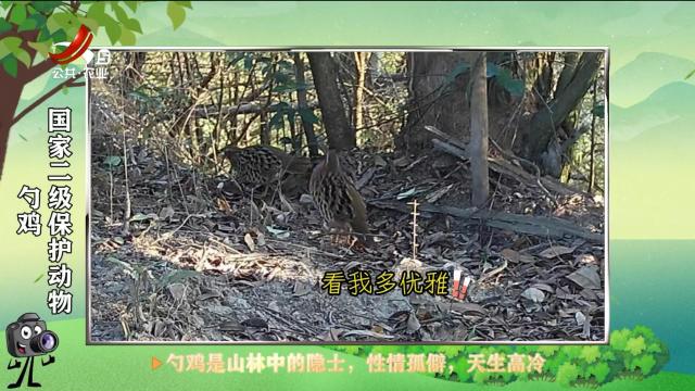 绿野秘踪20250527