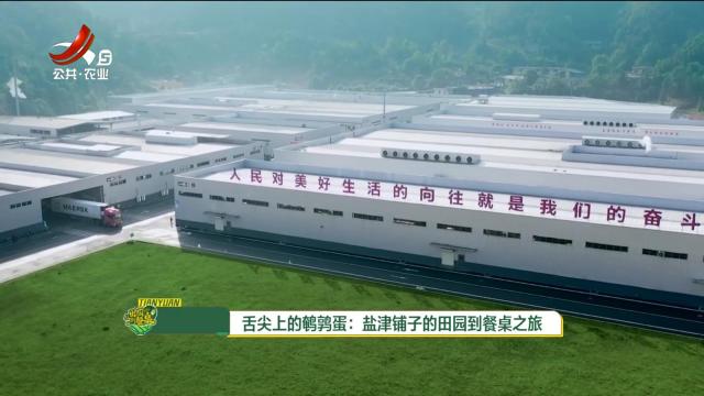 从田园到餐桌20250503