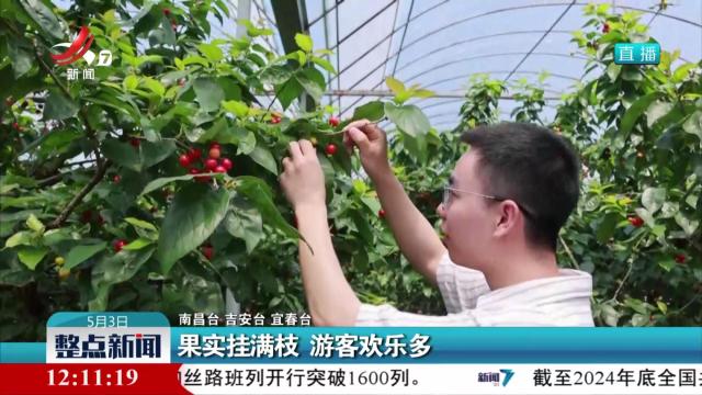 果实挂满枝 游客欢乐多