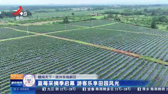 【赣闻天下】抚州东临新区：蓝莓采摘季启幕 游客乐享田园风光