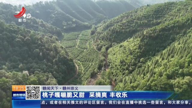 【赣闻天下】赣州崇义：桃子嘎嘣脆又甜 采摘爽 丰收乐