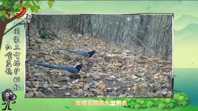 绿野秘踪20250512