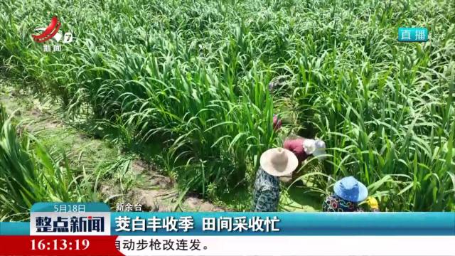 茭白丰收季 田间采收忙