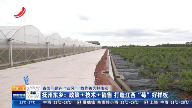 【直面问题纠“四风” 敢作善为抓落实】抚州东乡：政策+技术+销售 打造江西“莓”好样板
