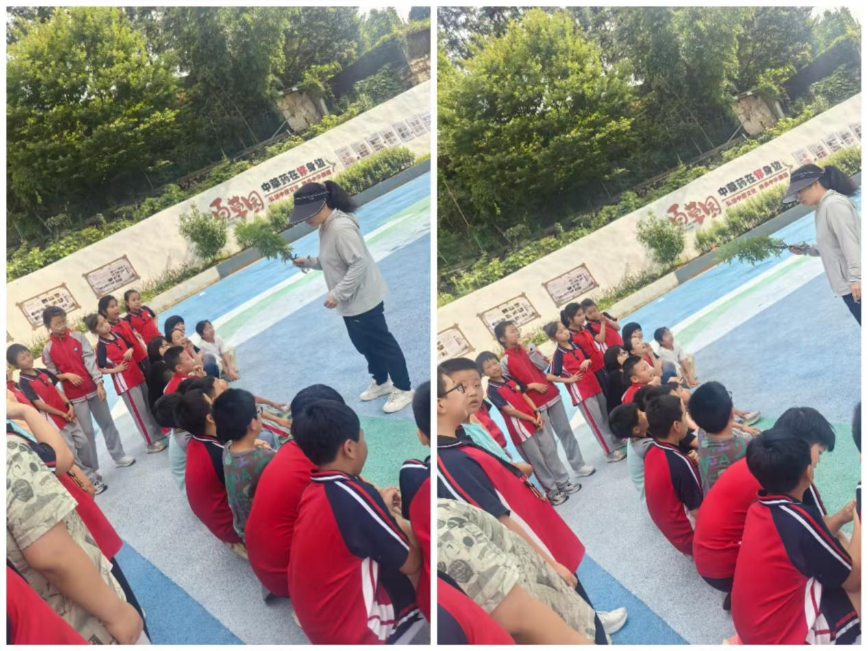 手执青艾，心系端午——记资溪县第一小学中草药进校园课程实践之采艾叶