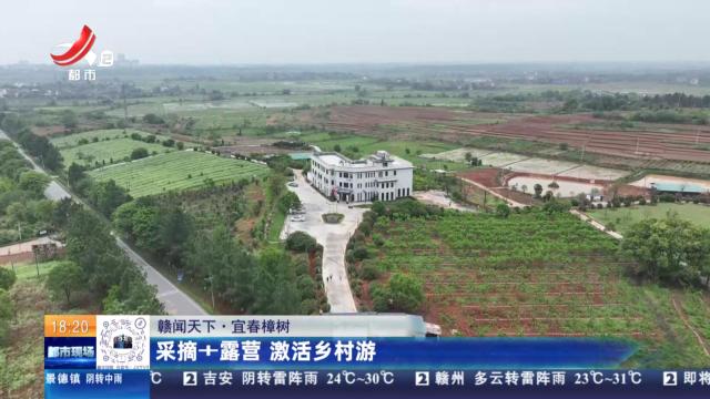 【赣闻天下】宜春樟树：采摘+露营 激活乡村游