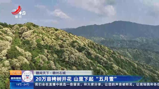 【赣闻天下】赣州石城：20万亩栲树开花 山里下起“五月雪”