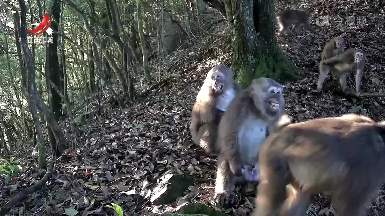 科学保护生物多样性 共建万物共生美丽家园