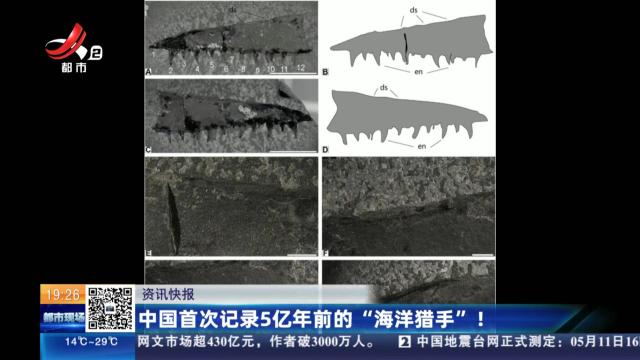 中国首次记录5亿年前的“海洋猎手”！
