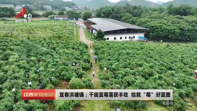 宜春洪塘镇：千亩蓝莓喜获丰收 绘就“莓”好蓝图