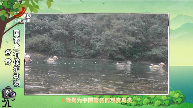 绿野秘踪20250501