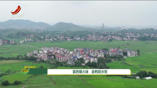 从田园到餐桌20250517