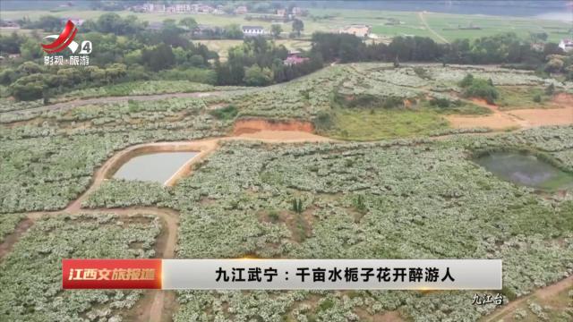 九江武宁：千亩水栀子花开醉游人