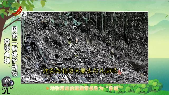 绿野秘踪20250518