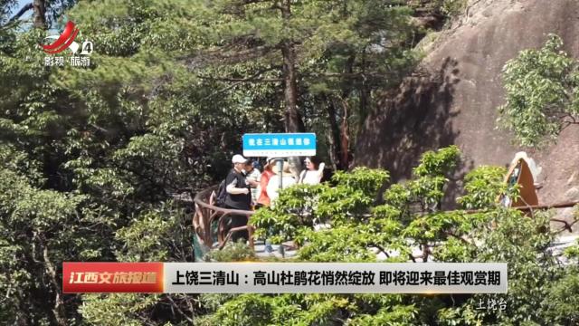 上饶三清山：高山杜鹃花悄然绽放 即将迎来最佳观赏期