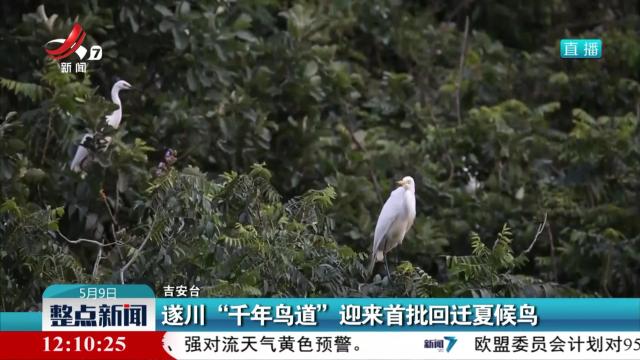 遂川“千年鸟道”迎来首批回迁夏候鸟