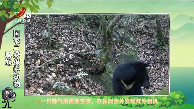 绿野秘踪20250531