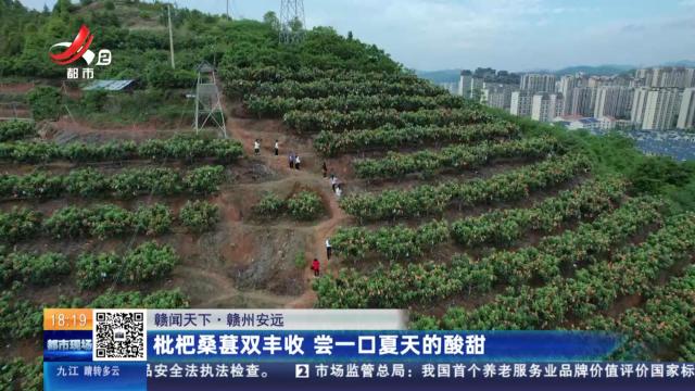 【赣闻天下】赣州安远：枇杷桑葚双丰收 尝一口夏天的酸甜