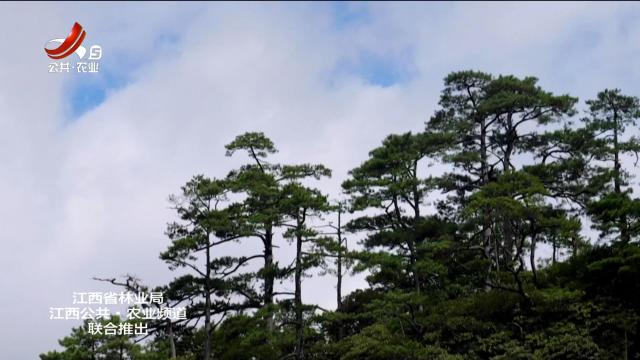 美丽江西在行动20250511 铜钹山的守护和见证者：农垦场到生态保护的华丽蜕变