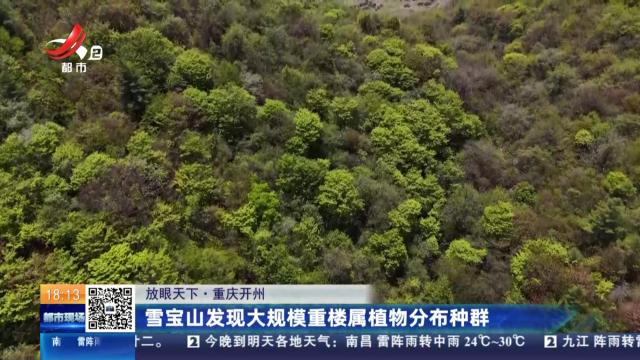 【放眼天下】重庆开州：雪宝山发现大规模重楼属植物分布种群