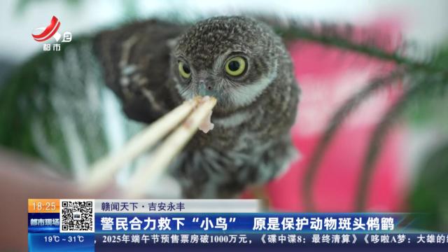 【赣闻天下】吉安永丰：警民合力救下“小鸟” 原是保护动物班头鸺鹠