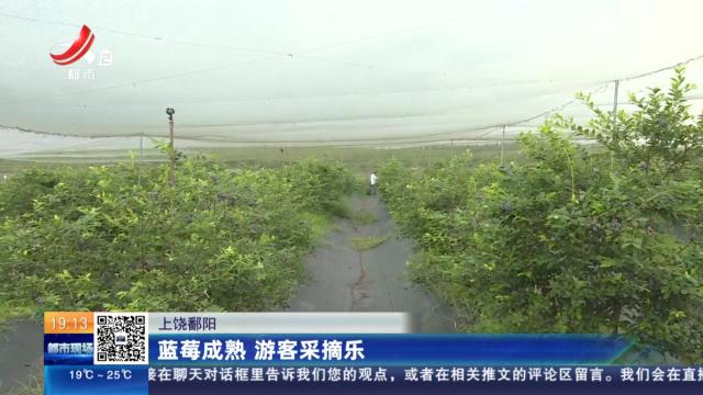 上饶鄱阳：蓝莓成熟 游客采摘乐
