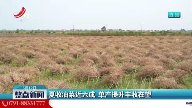 夏收油菜近六成 单产提升丰收在望