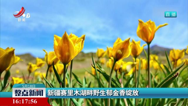 新彊赛里木湖畔野生郁金香绽放