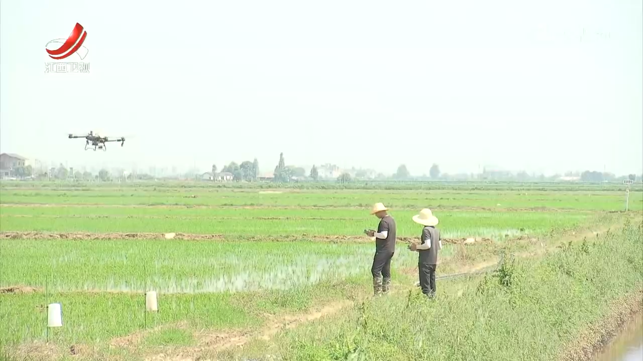 科学田管 力促早稻稳产