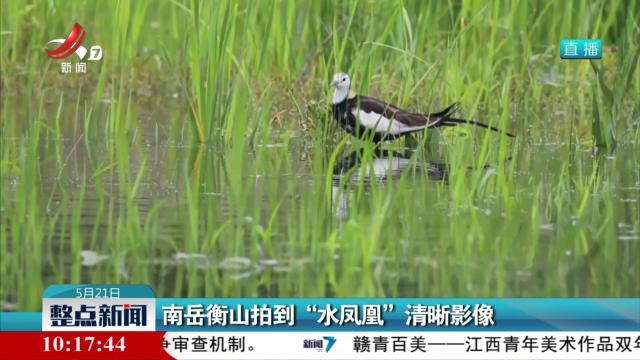 南岳衡山拍到“水凤凰”清晰影像