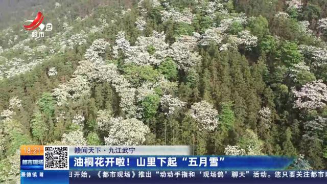 【赣闻天下】九江武宁：油桐花开啦！山里下起“五月雪”