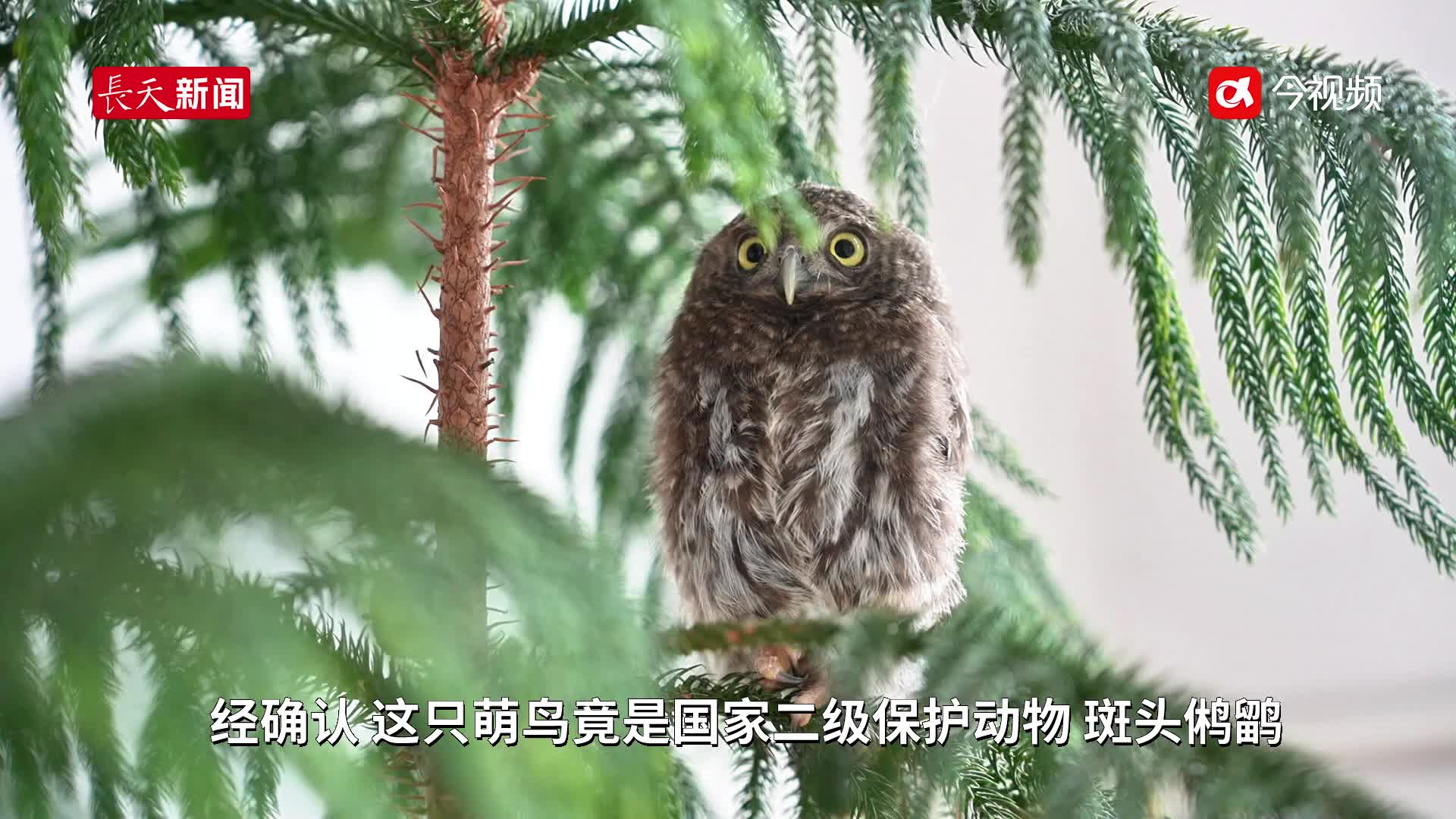吉安警民暖心接力！受伤“萌禽”获救待飞