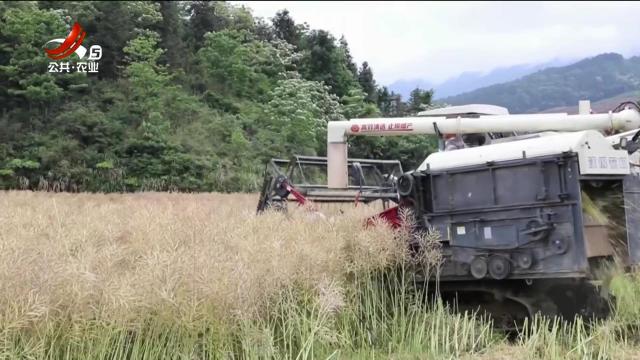 三农头条20250512