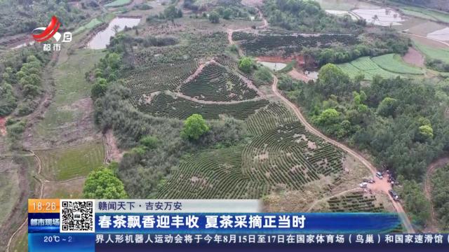 【赣闻天下】吉安万安：春茶飘香迎丰收 夏茶采摘正当时
