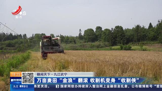 【赣闻天下】九江武宁：万亩麦田“金浪”翻滚 收割机变身“收割侠”