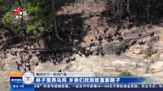 【赣闻天下】抚州广昌：林子里养乌鸡 乡亲们找到致富新路子