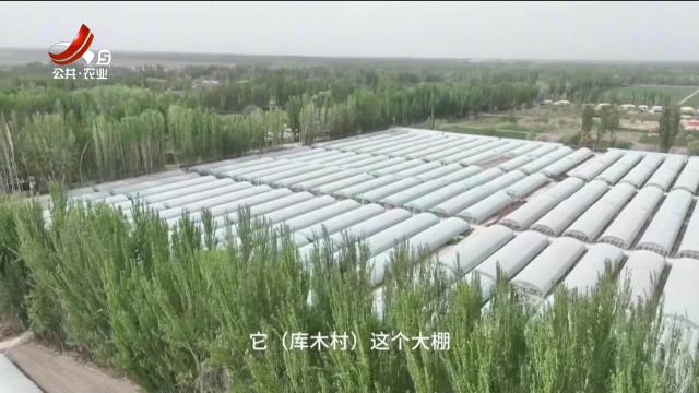 稻花香里20250513 乡村振兴进行时——江西芦笋扎根新疆阿克陶 今年迎来首次丰收