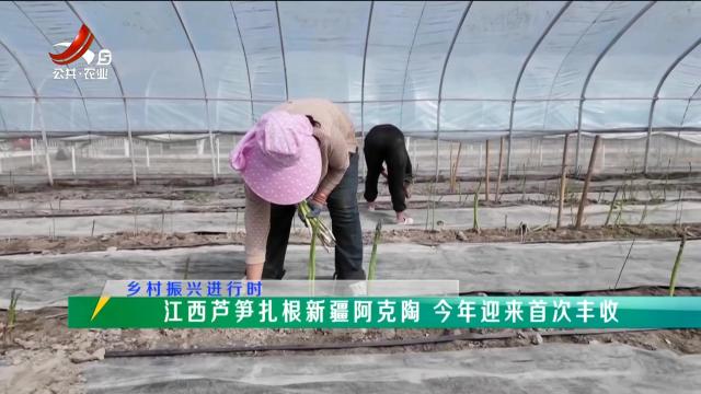 稻花香里20250506 乡村振兴进行时——江西芦笋扎根新疆阿克陶 今年迎来首次丰收