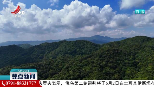 云南龙陵发现万株野生云南大百合