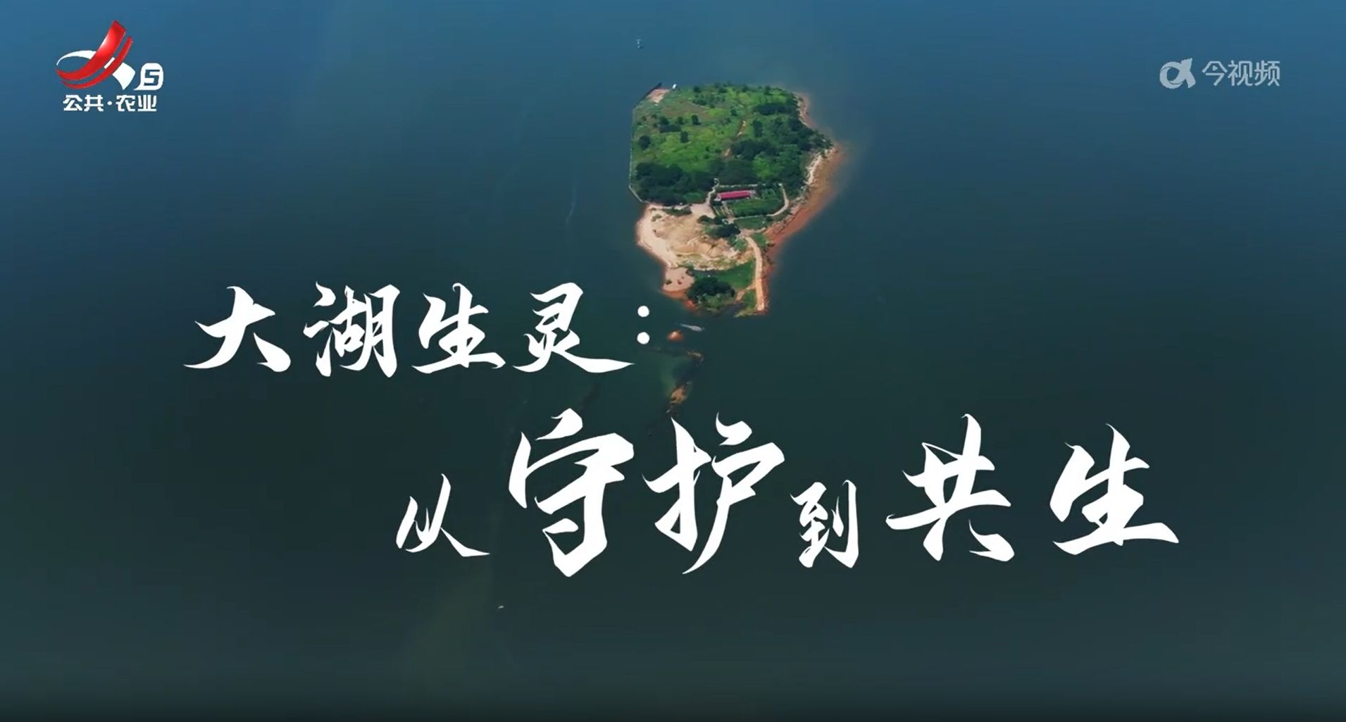 大湖生灵：从守护到共生